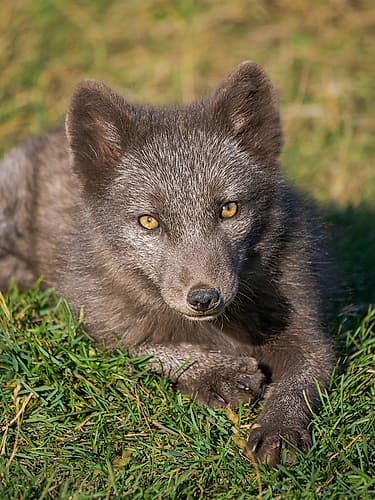 Young Arctic fox, blue morph, Arctic Fox Research Center. Iceland Art Print